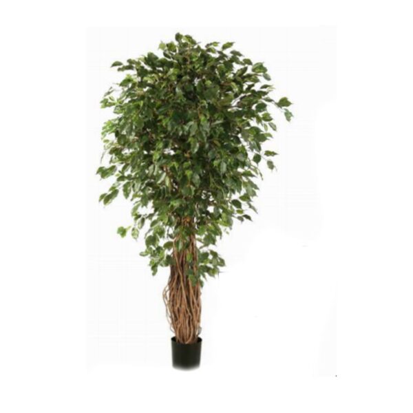 Ficus Liana