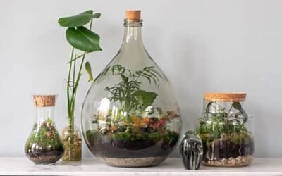 TERRARIUMS, JARDINES MINIATURA.