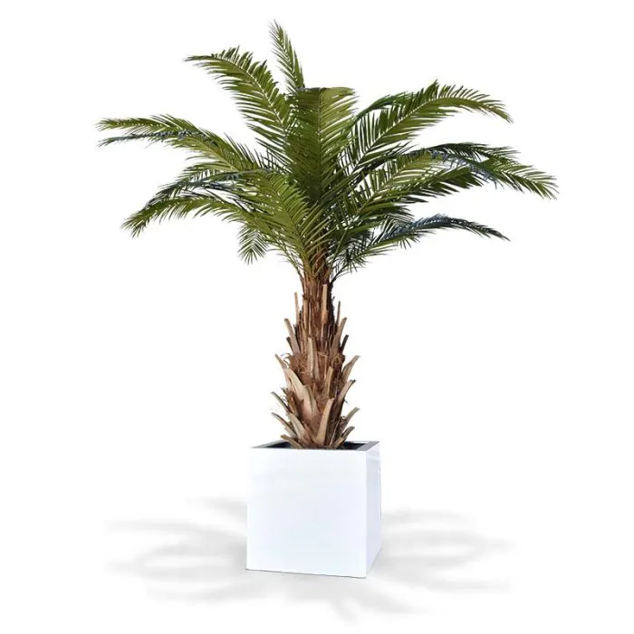 Palmera artificial Phoenix Canary XXL de 300 cm - Imagen 2
