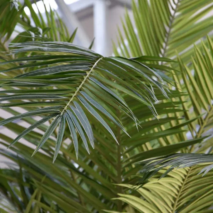 Palmera artificial Phoenix Canary XXL de 300 cm - Imagen 3