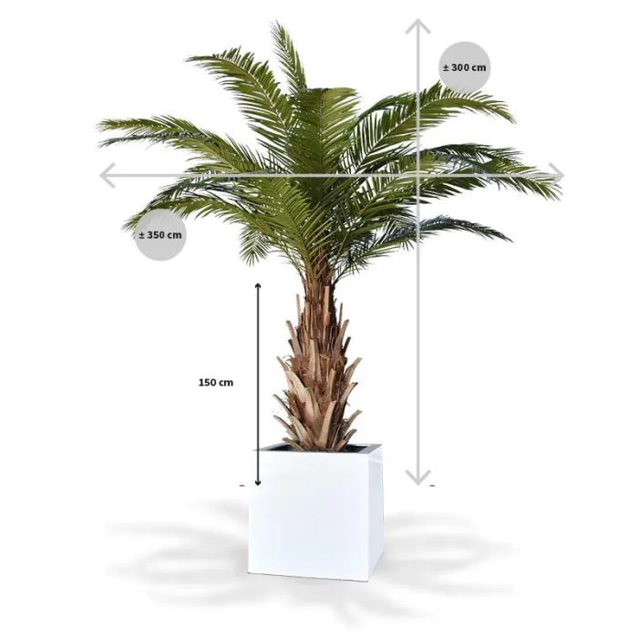 Palmera artificial Phoenix Canary XXL de 300 cm - Imagen 5