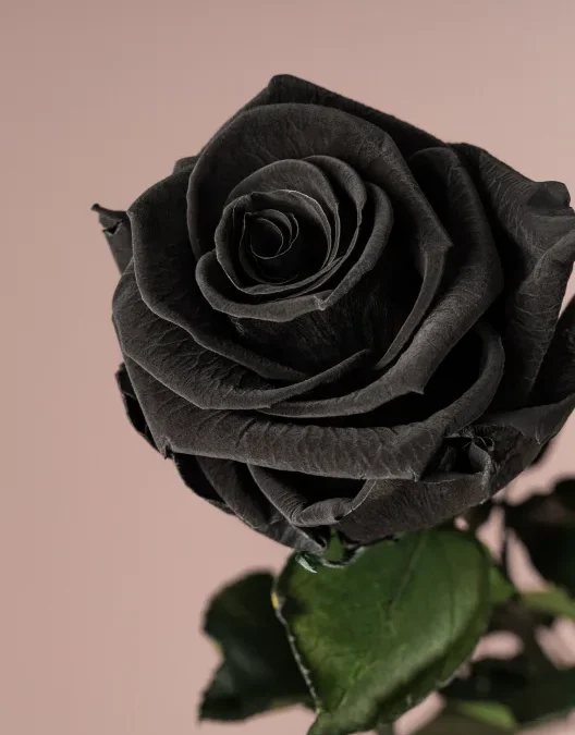 ROSAS NEGRAS