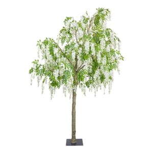 GLICINIA DE FLORES BLANCAS