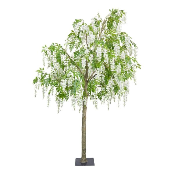 GLICINIA DE FLORES BLANCAS