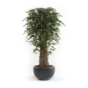 FICUS BENJAMINA DE LUXE