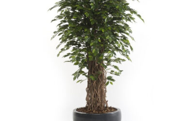 NUEVAS TENDENCIAS EN PLANTAS ARTIFICIALES