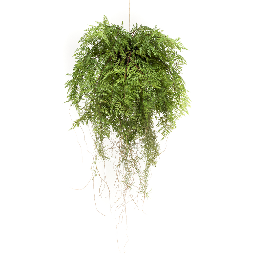 HELECHO COLGANTE CON RAICES - Imagen 3