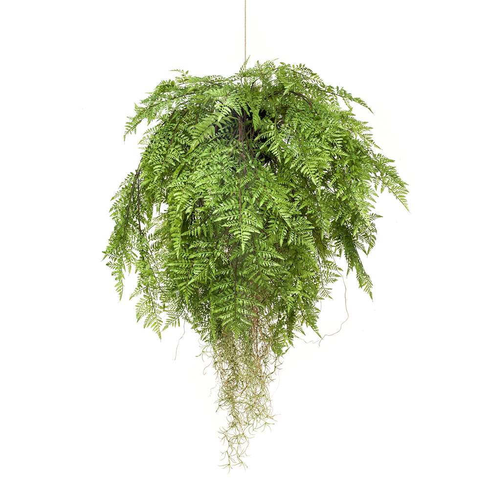 HELECHO COLGANTE CON RAICES