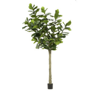 FICUS LYRATA ALTO 3 MTRS