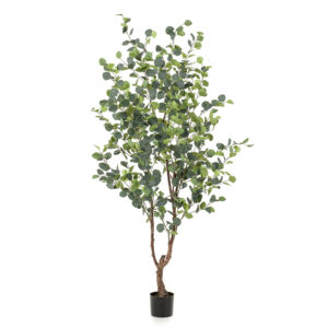 ÁRBOL EUCALIPTUS  1.80 mtrs
