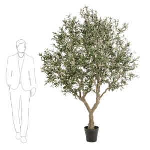 OLIVO IMPERIAL 2.40 MTRS