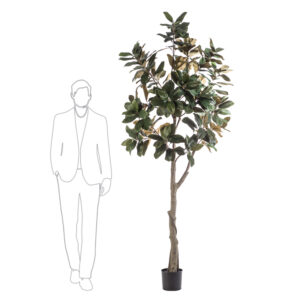 GRAN MAGNOLIO 2.40 MTRS