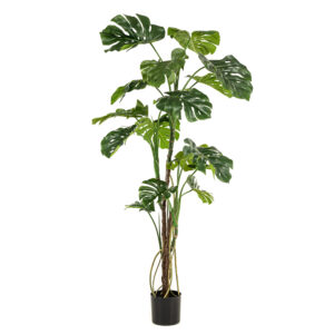 MOSTERA IMPERIAL 1.80 MTRS