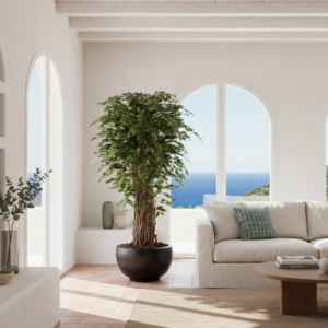 FICUS BENJAMINA DE LUXE