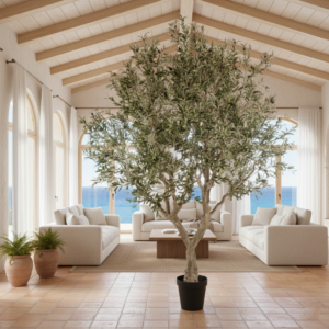 OLIVO IMPERIAL 2.40 MTRS