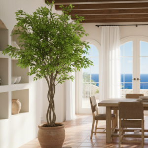 Ficus Benjamina  3 mtrs