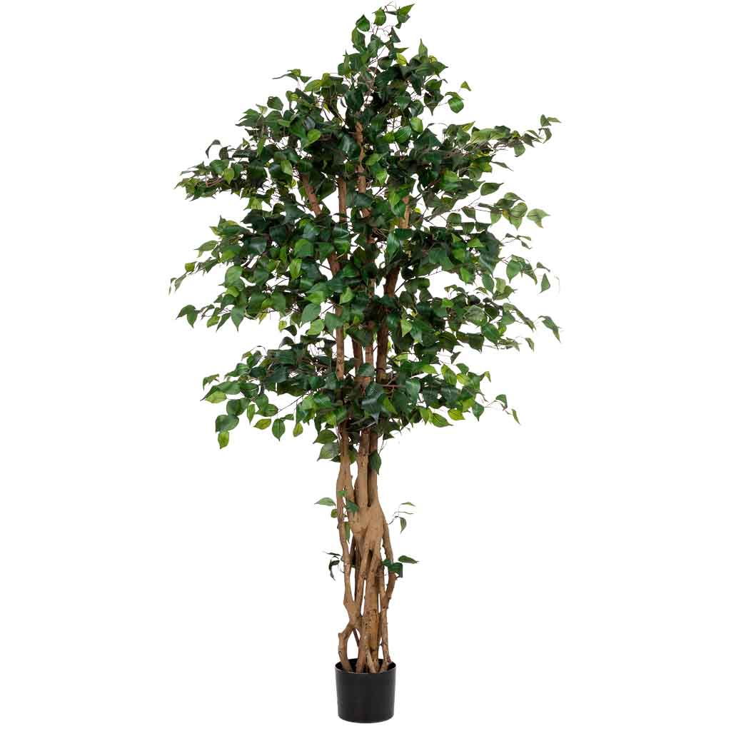 Planta Ficus banyan - Imagen 2