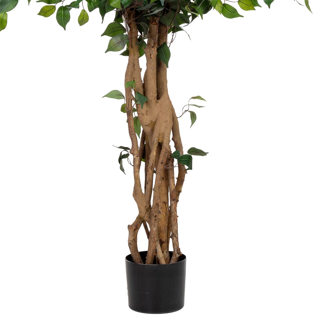 Planta Ficus banyan - Imagen 4