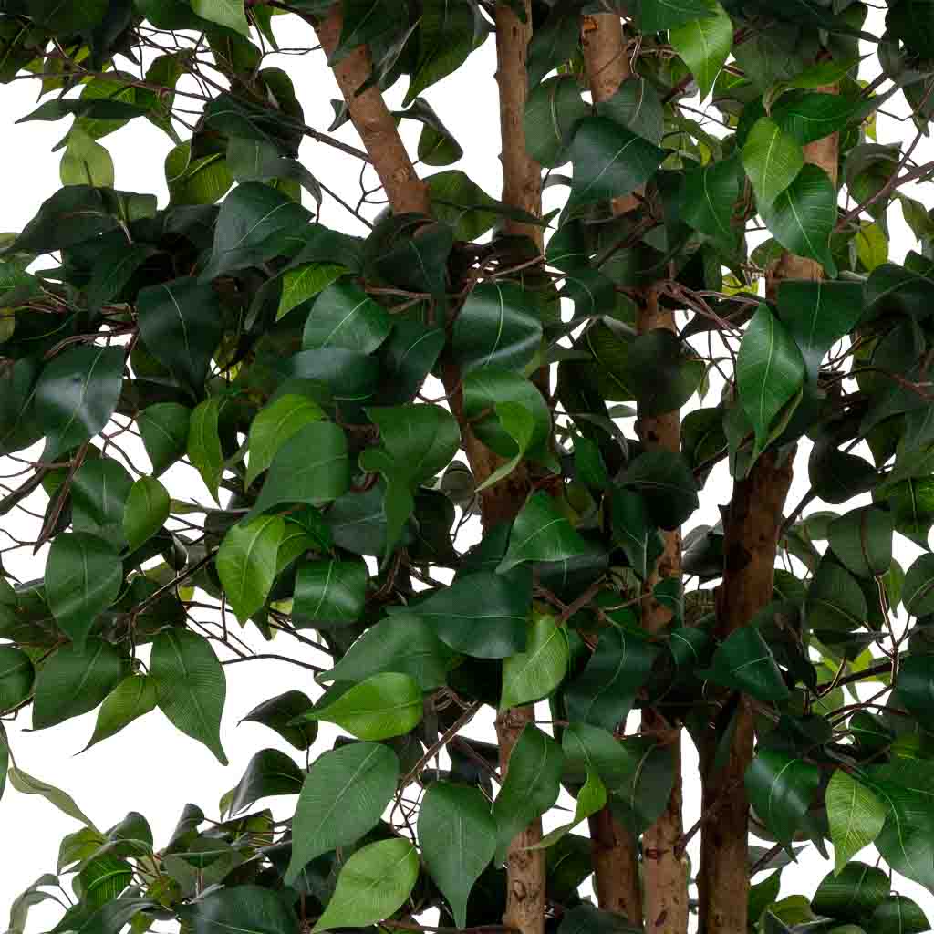 Planta Ficus banyan - Imagen 3