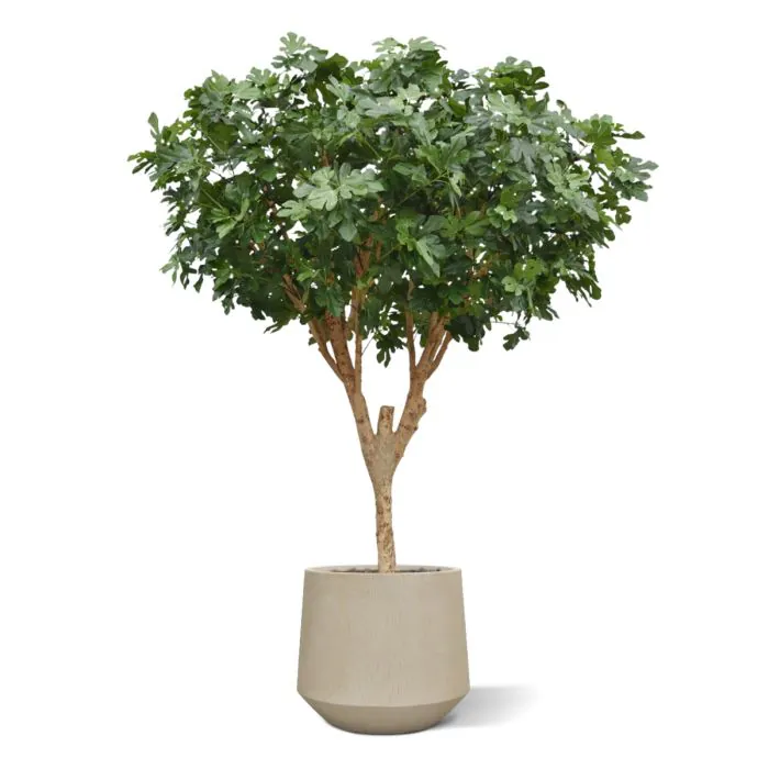 Higuera artificial Deluxe 250cm - Imagen 6